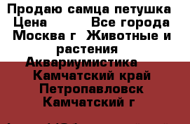 Продаю самца петушка › Цена ­ 700 - Все города, Москва г. Животные и растения » Аквариумистика   . Камчатский край,Петропавловск-Камчатский г.